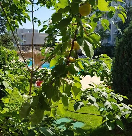 With Terrace * Burgasz